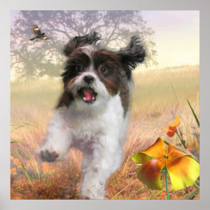 Lhasa Apso Dog HIGH TAIL HOME Poster