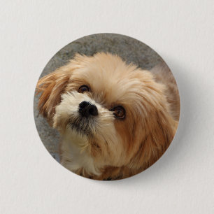 Lhasa Apso dog in a garden 6 Cm Round Badge