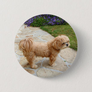 Lhasa Apso dog in a garden 6 Cm Round Badge