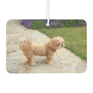Lhasa Apso dog in a garden Car Air Freshener