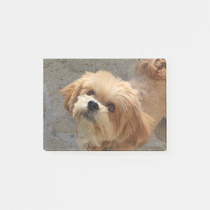 Lhasa Apso dog in a garden Post-it Notes