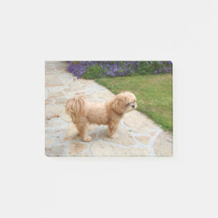 Lhasa Apso dog in a garden Post-it Notes