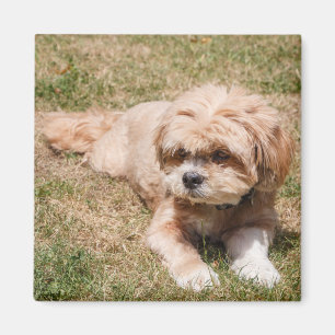 Lhasa Apso dog Magnet