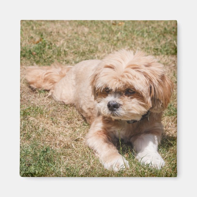 Lhasa Apso dog Magnet (Front)
