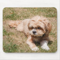 Lhasa Apso dog