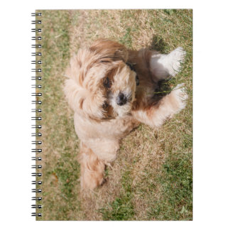 Lhasa Apso dog Notebook