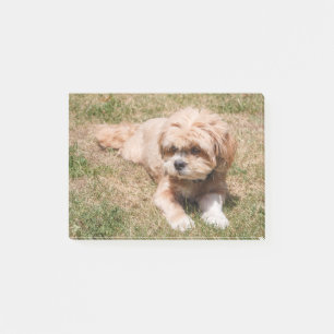 Lhasa Apso dog Post-it Notes