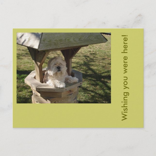 Lhasa Apso in a Well Postcard (Front)