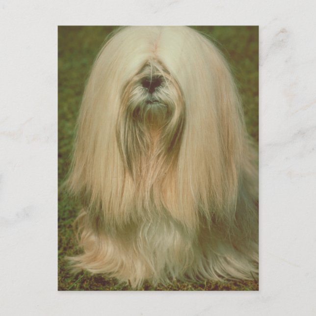 Lhasa Apso Postcard (Front)