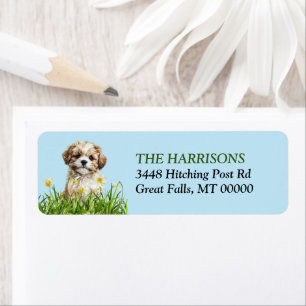 Lhasa Apso Puppy Daffodil Garden