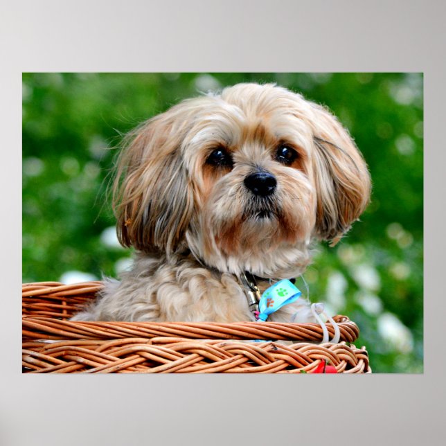 Lhasa Apso Puppy Dog in a Basket Poster (Front)