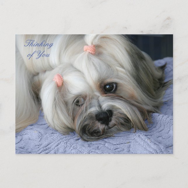 Lhasa Apso Rugged Little "Bark Lion Dog" Post Card (Front)