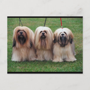 Lhasa Apso Trio Postcard