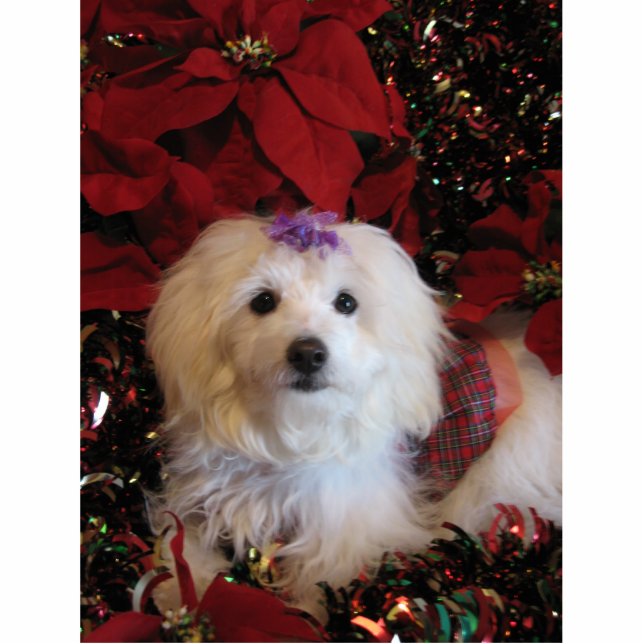 LhasaPoo Standing Photo Sculpture (Front)