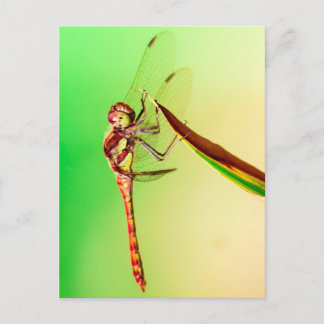 Libelle Postcard