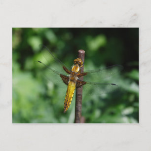Libellula depressa postcard
