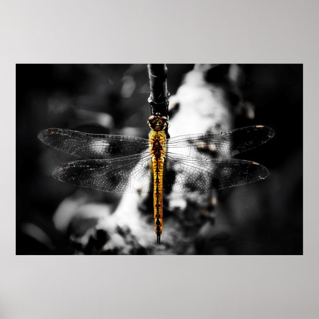Libellulidae Dragonfly Poster (Front)