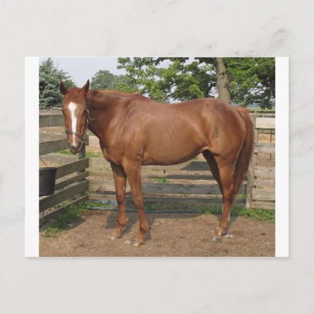 Liberty Postcard (Front)