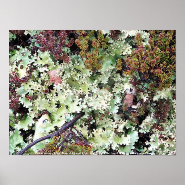 Lichen, Ainsworth Bay, Tierra del Fuego, Chile Poster (Front)