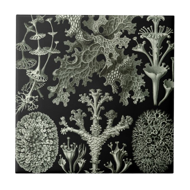 Lichen by Ernst Haeckel, Vintage Nature Plants Tile (Front)