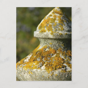 Lichen Covered Cemetery Obelisk Postcard