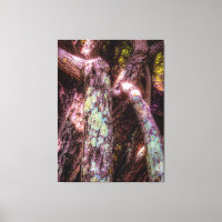 Lichen in Dappled Sunlight