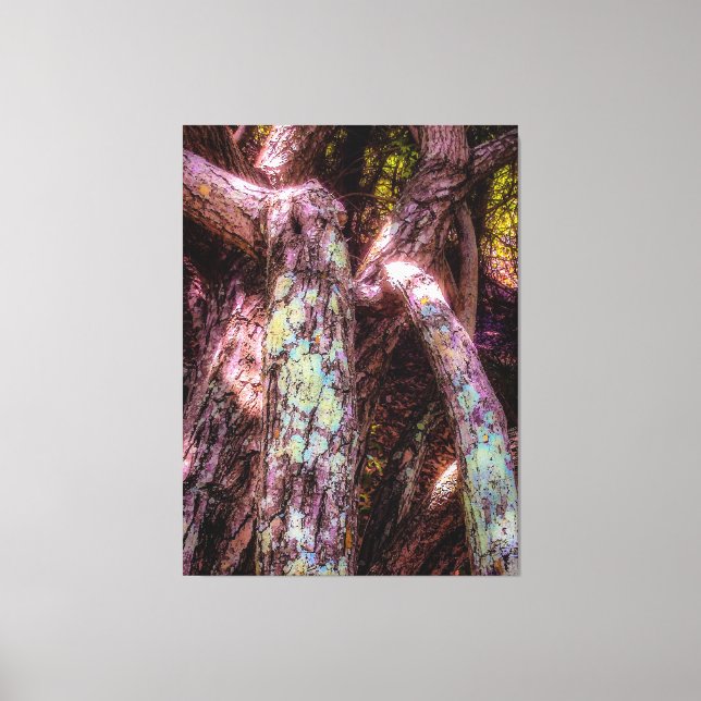 Lichen in Dappled Sunlight Canvas Print (Front)