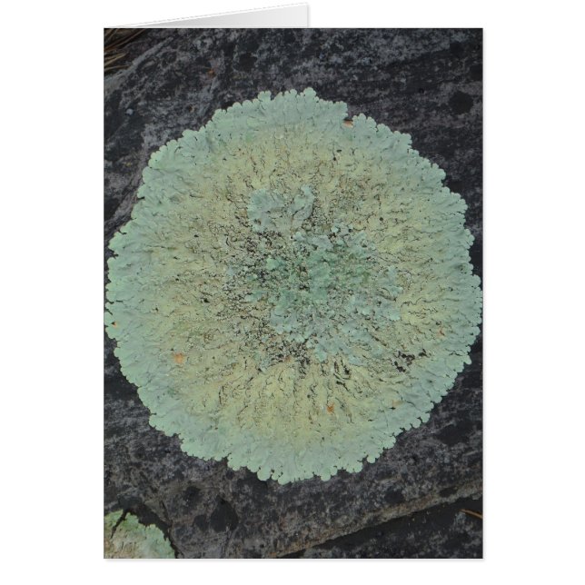 Lichen Mossy Circle (Front)