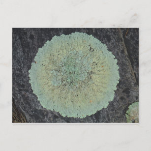 Lichen Mossy Circle Postcard