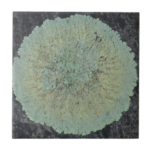 Lichen Mossy Circle Tile