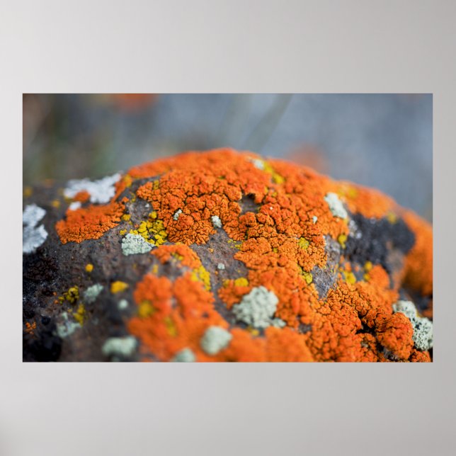 Lichen orange moss stone grey poster (Front)