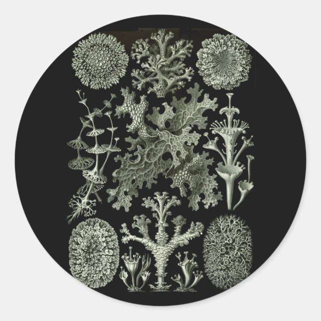 Lichens Classic Round Sticker (Front)