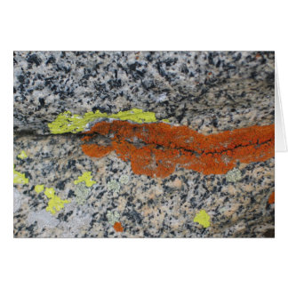 Lichens, Sequoia National Park