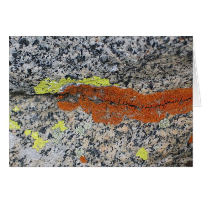 Lichens, Sequoia National Park (Front Horizontal)