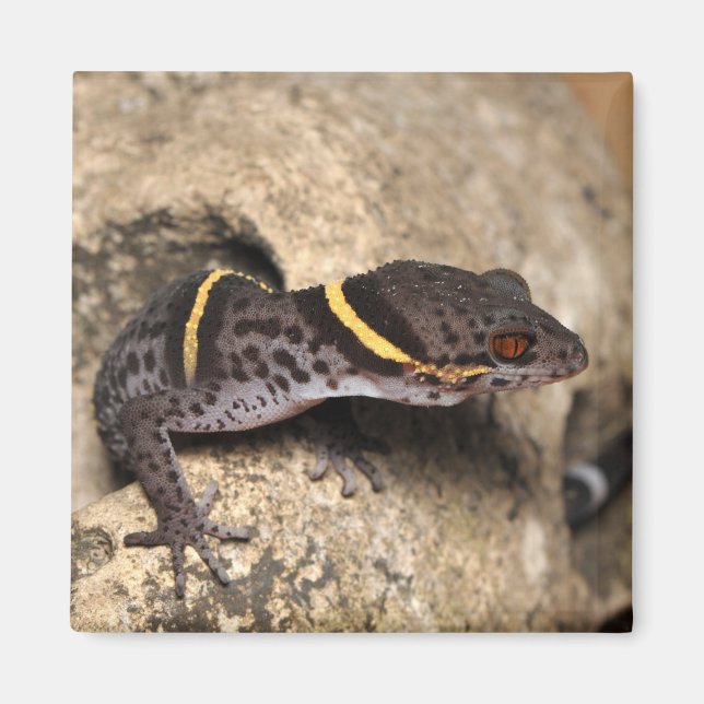 Lichtenfelder's gecko magnet (Front)