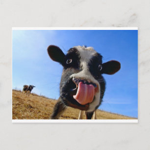 Lickin' cow postcard