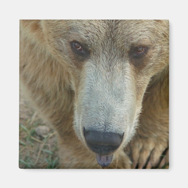 Licking Bear Magnet (Front)