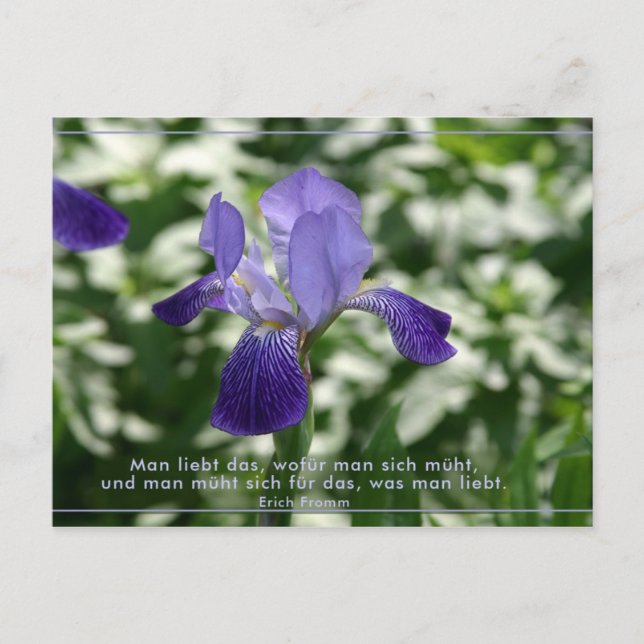 Liebe Postcard (Front)