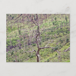 life and death trees in the valley postcard