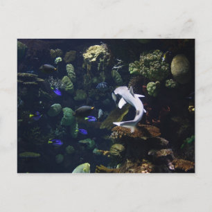 Life Aquatic Postcard