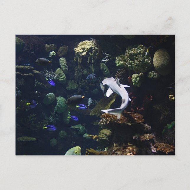 Life Aquatic Postcard (Front)