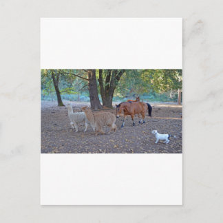 Life at the ranch postcard
