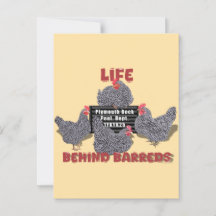 Life Behind Barreds (Barred Plymouth Rock Hens