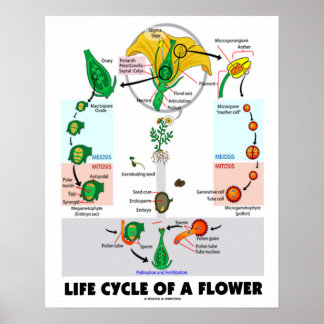 Life Cycle Of A Flower (Angiosperm) Poster
