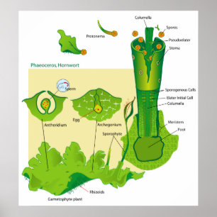 Life Cycle of a Hornwort Plant Diagram Poster