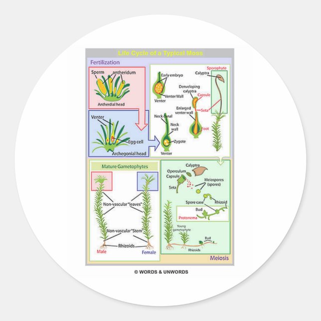 Life Cycle Of A Typical Moss (Bryophyte) Classic Round Sticker (Front)