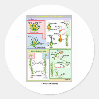Life Cycle Of A Typical Moss (Bryophyte) Classic Round Sticker