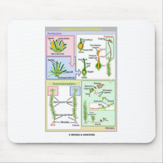 Life Cycle Of A Typical Moss (Bryophyte) Mouse Mat