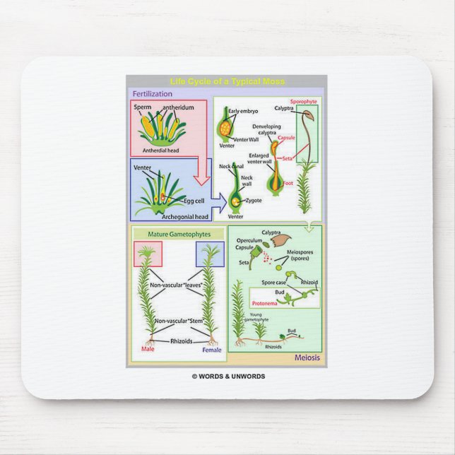 Life Cycle Of A Typical Moss (Bryophyte) Mouse Mat (Front)