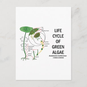 Life Cycle Of Green Algae Postcard